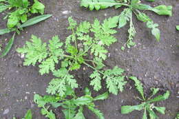 Image of sweet sagewort