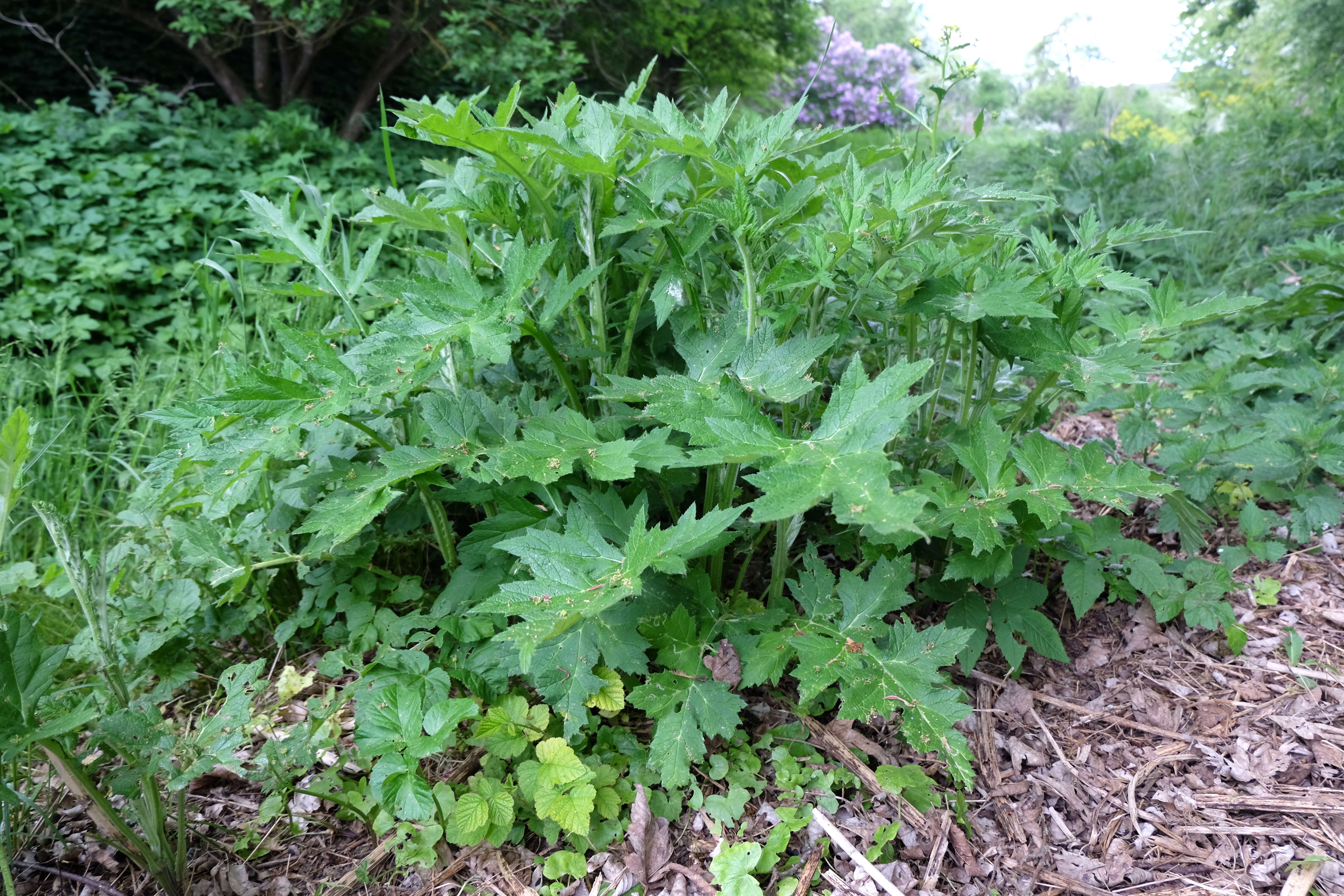 Image of tall globethistle