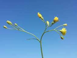 Image of smooth hawksbeard