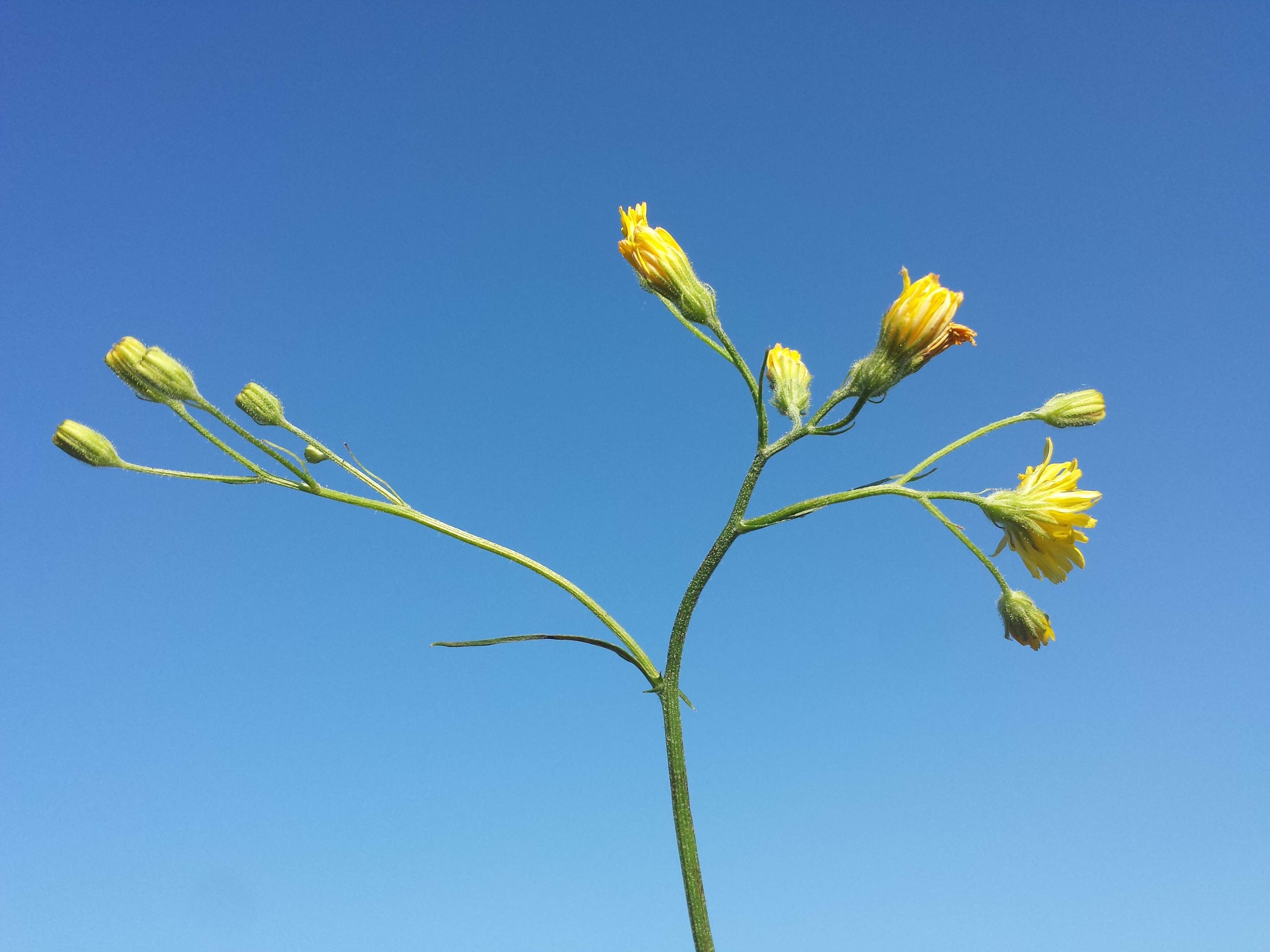 Image of smooth hawksbeard