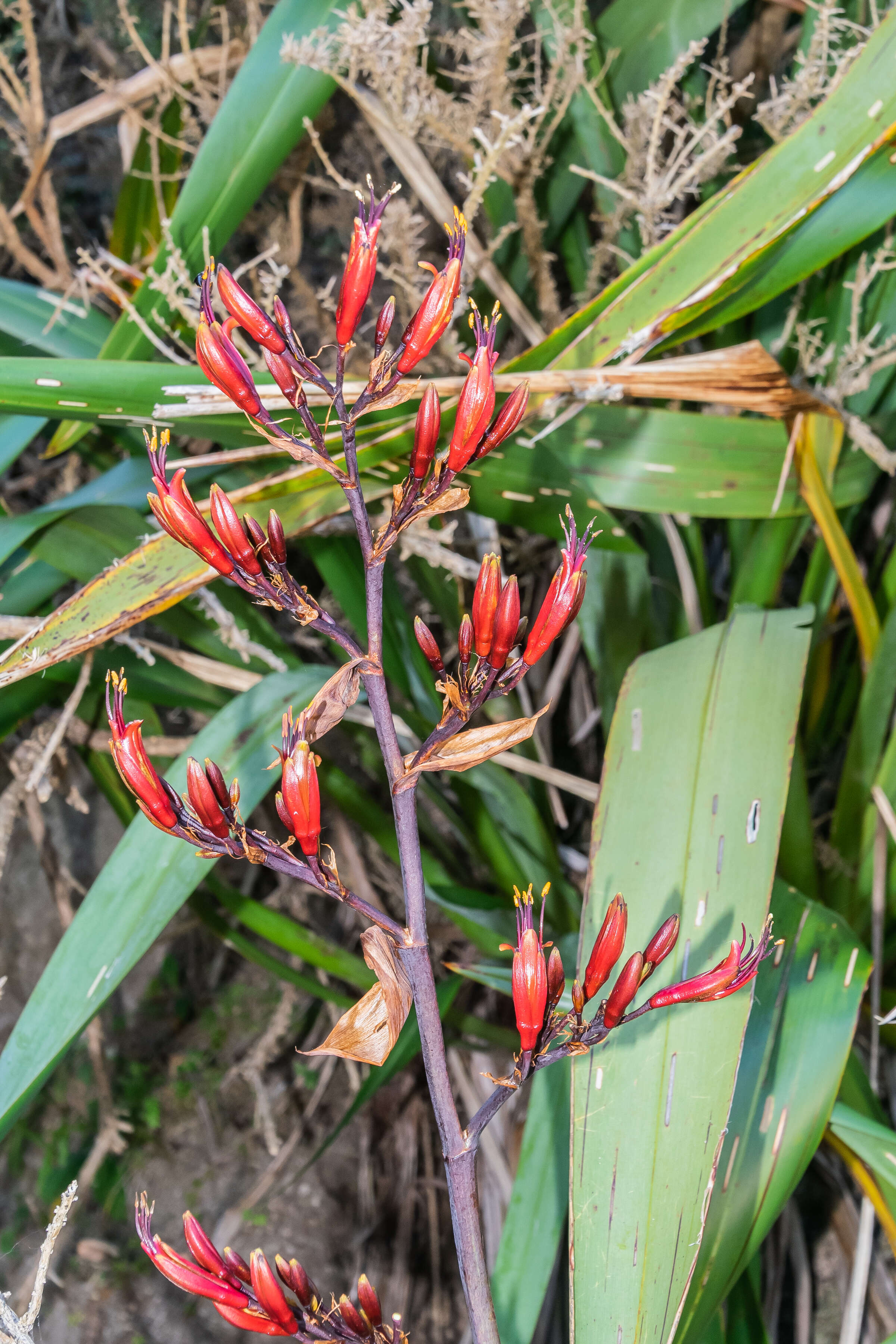 Image of New Zealand flax