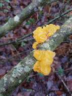 Image of Witches butter