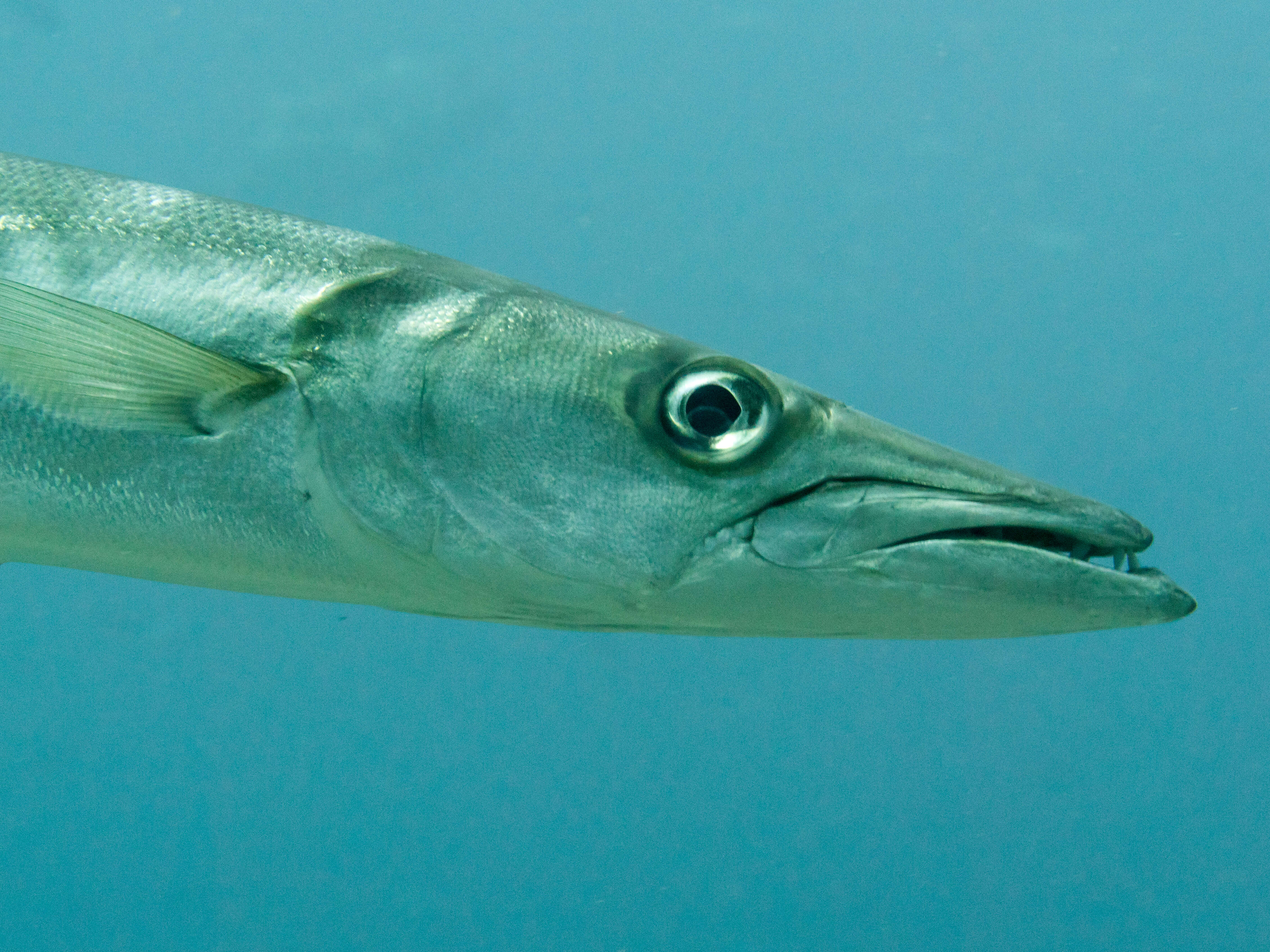 Image of Jello barracuda