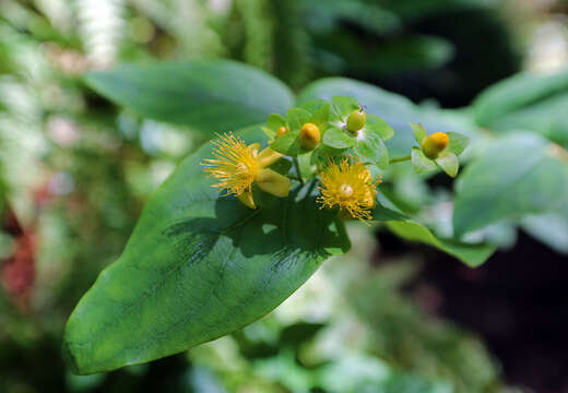 Image of northern St. Johnswort