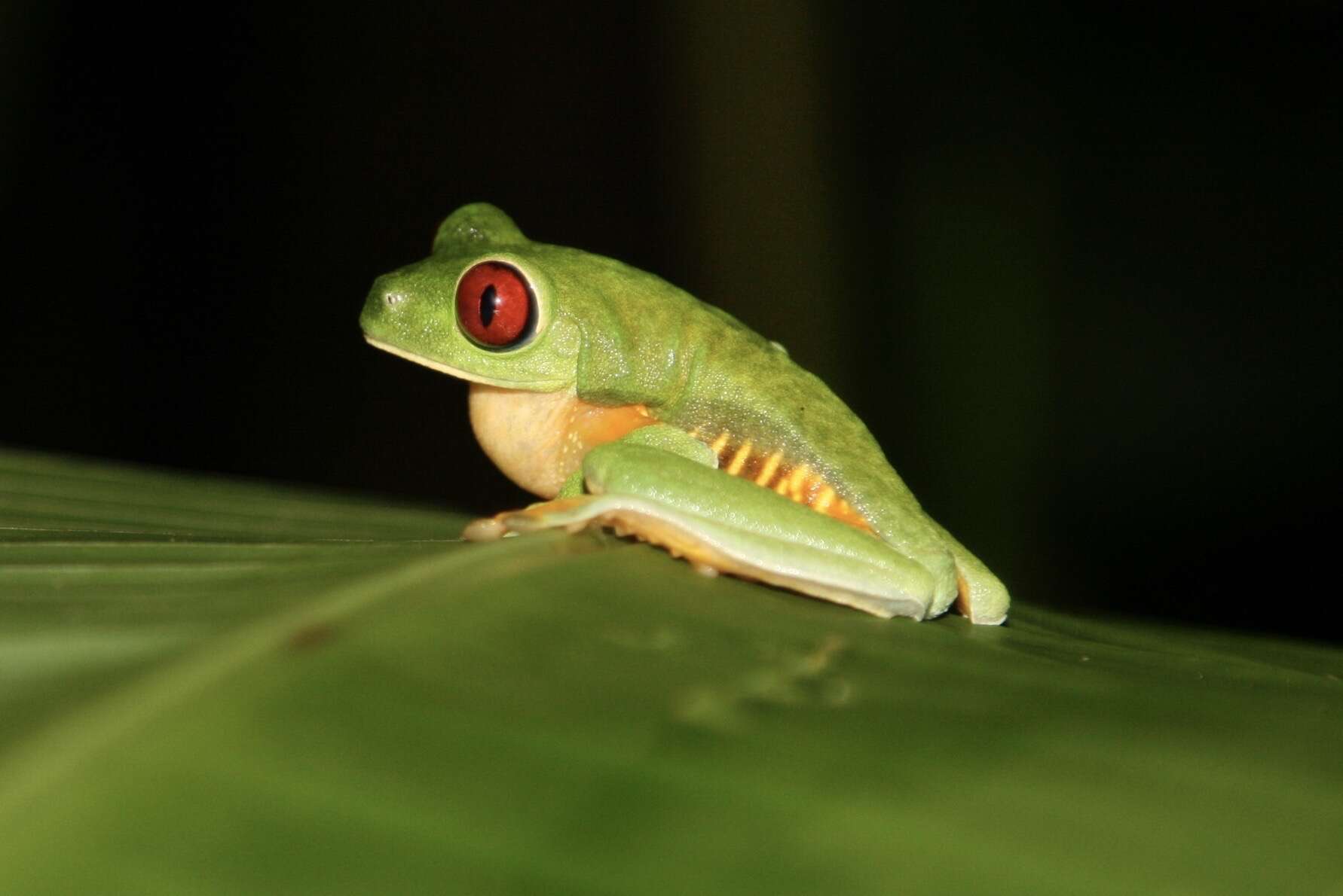 Image of Red-eyed Leaf frog