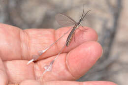 Image of thread-winged lacewings