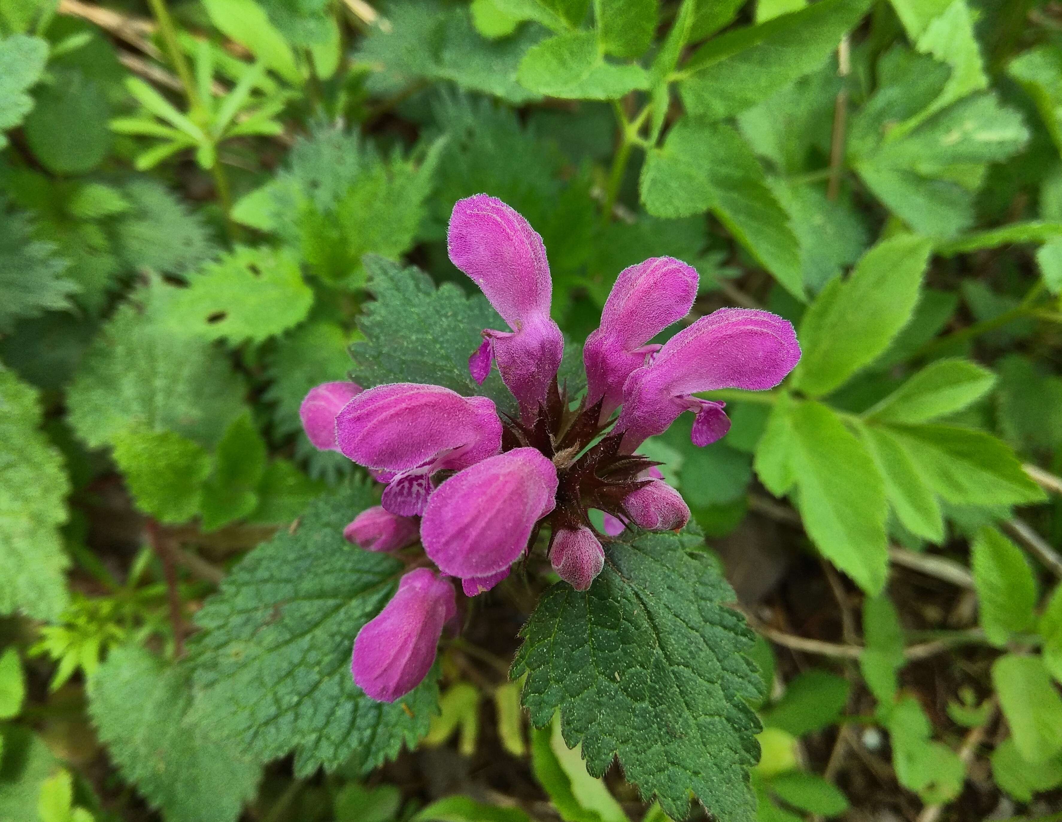 Image of spotted dead-nettle