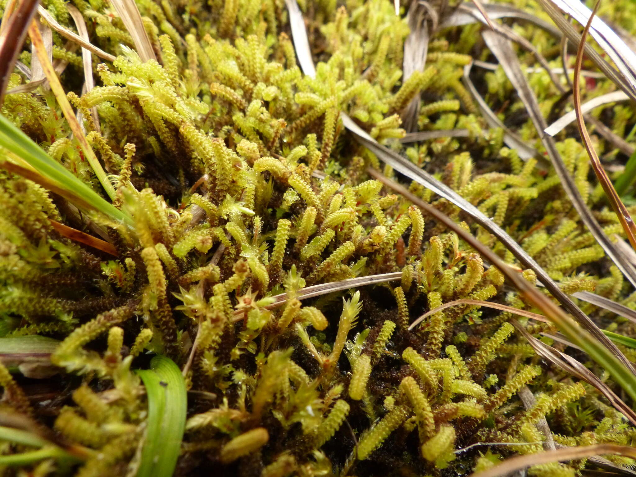 Image of paludella moss