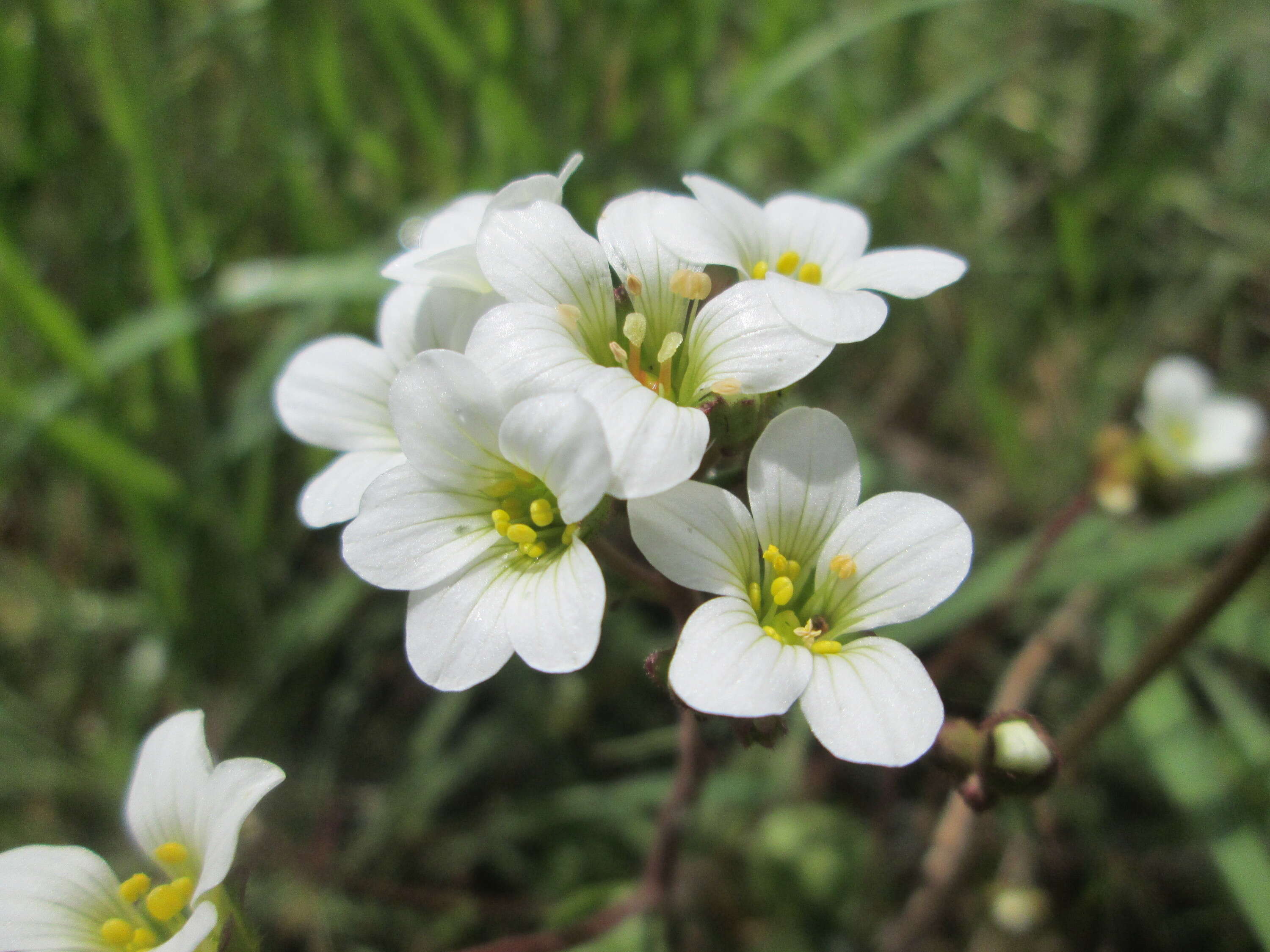 Image of Meadow Saxifrage