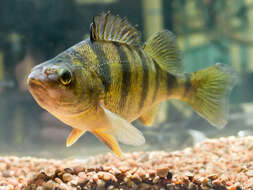 Image of Yellow Perch