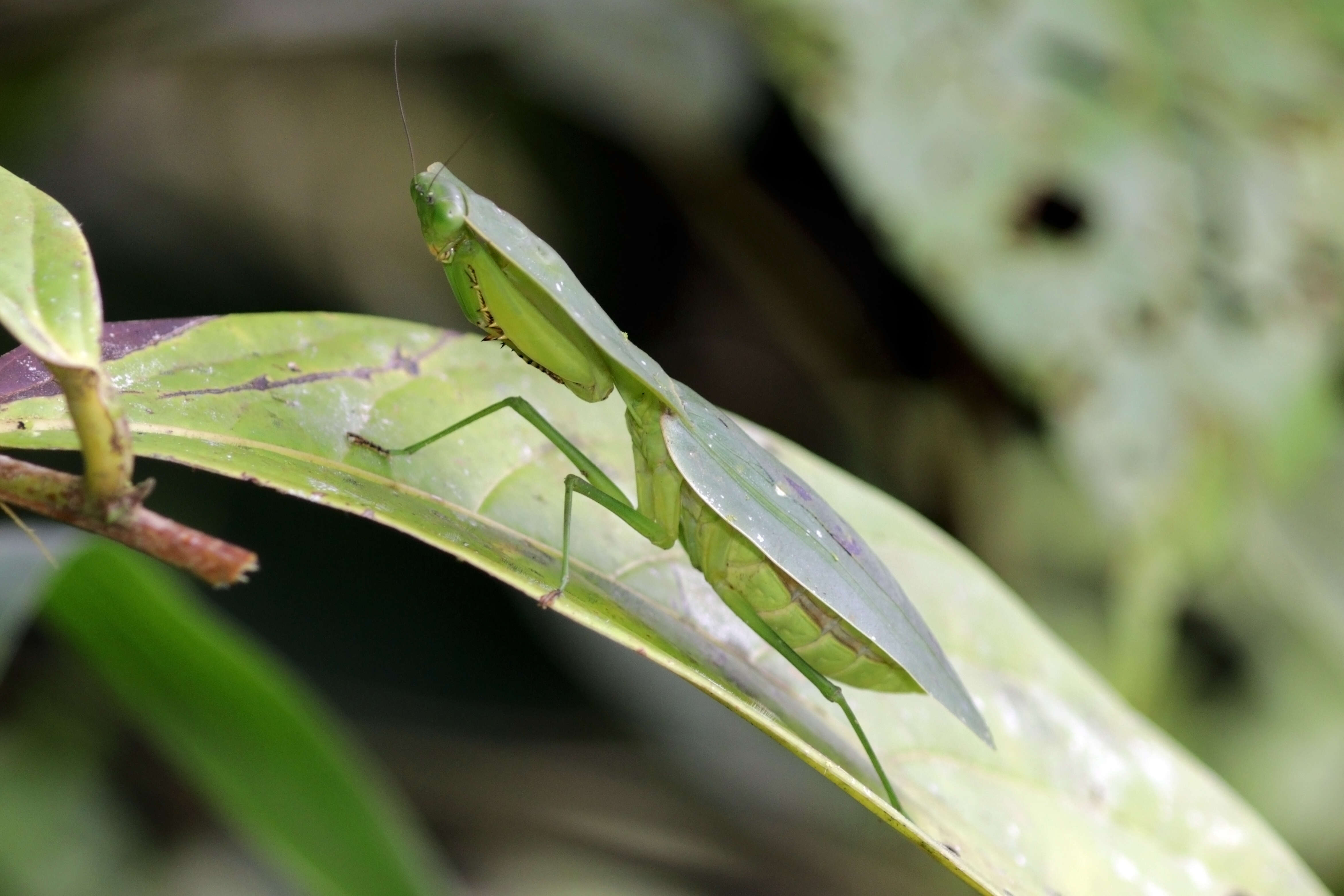 Слика од Choeradodis rhomboidea Stoll 1813