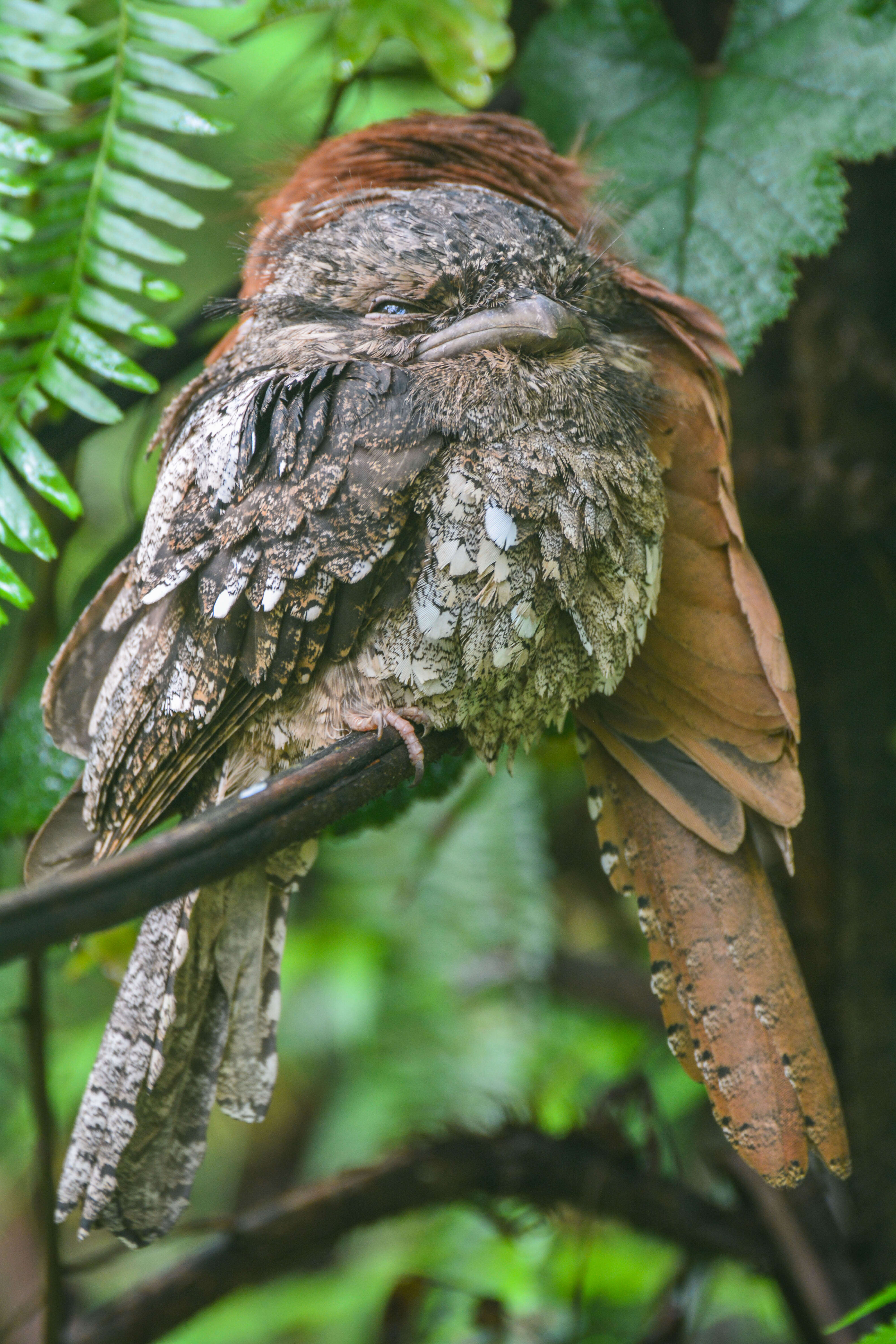 Image of Ceylon Frogmouth