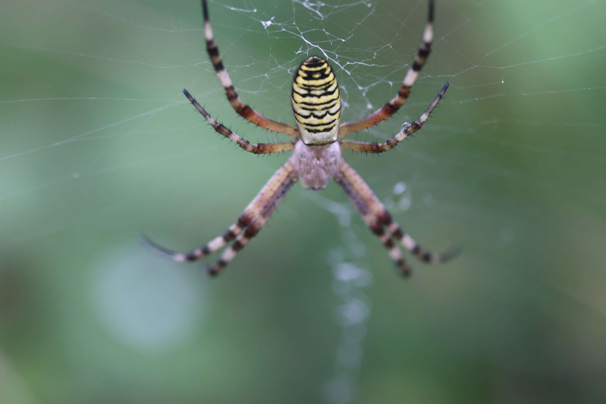 Image of Barbary Spider