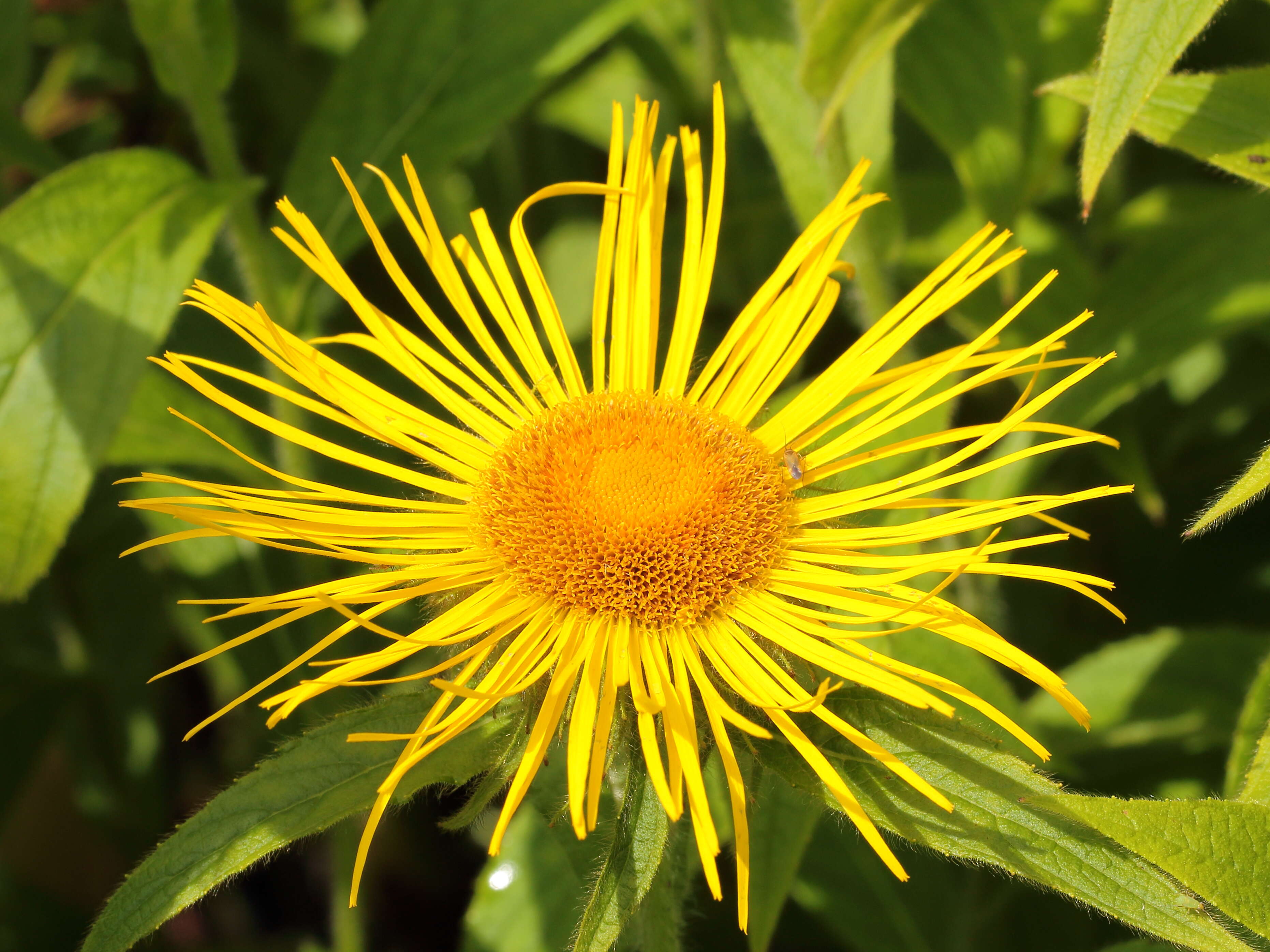 Image of Hooker's inula