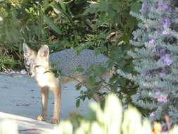 Image of Grey Foxes