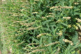 Image of Russian milkvetch