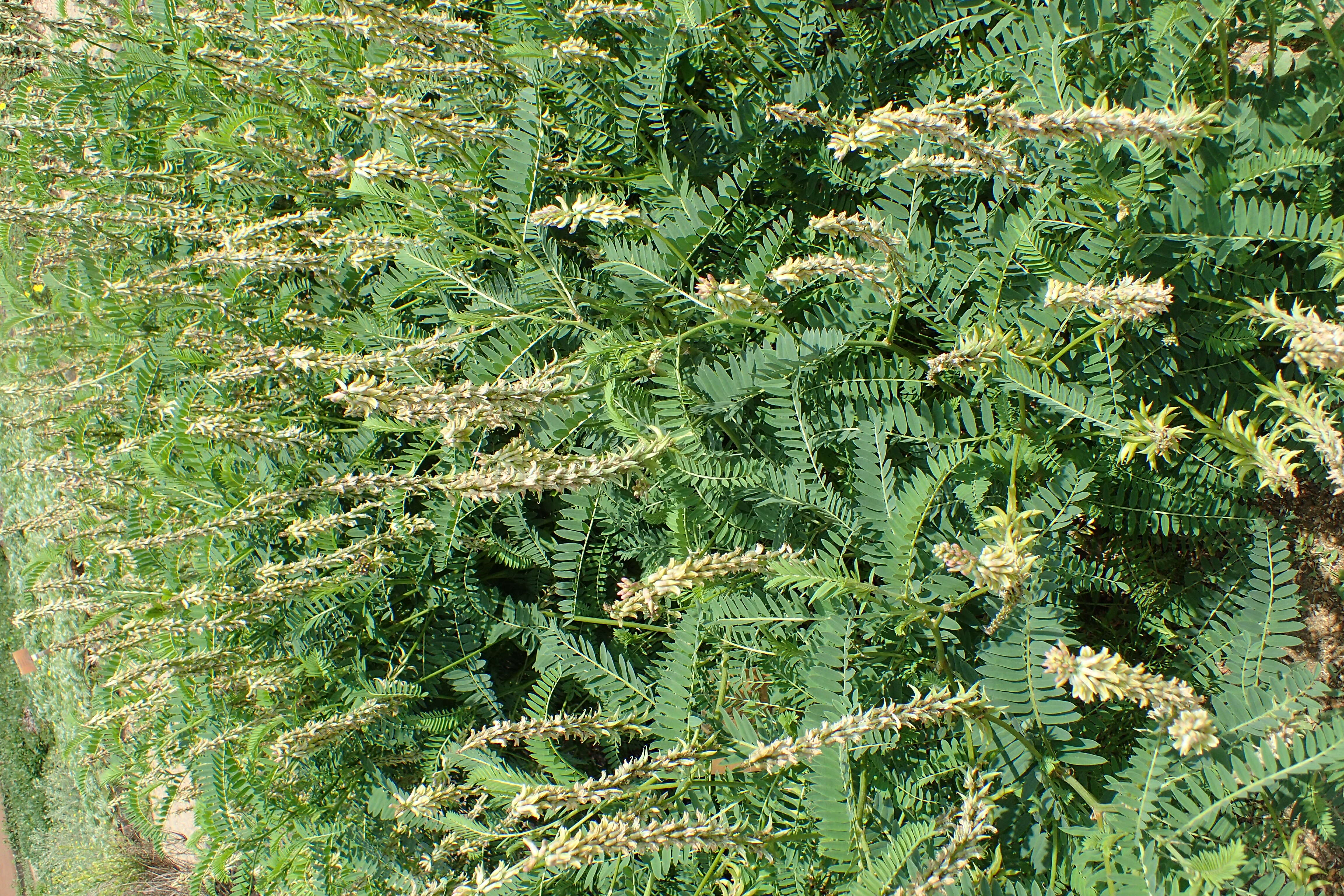 Image of Russian milkvetch