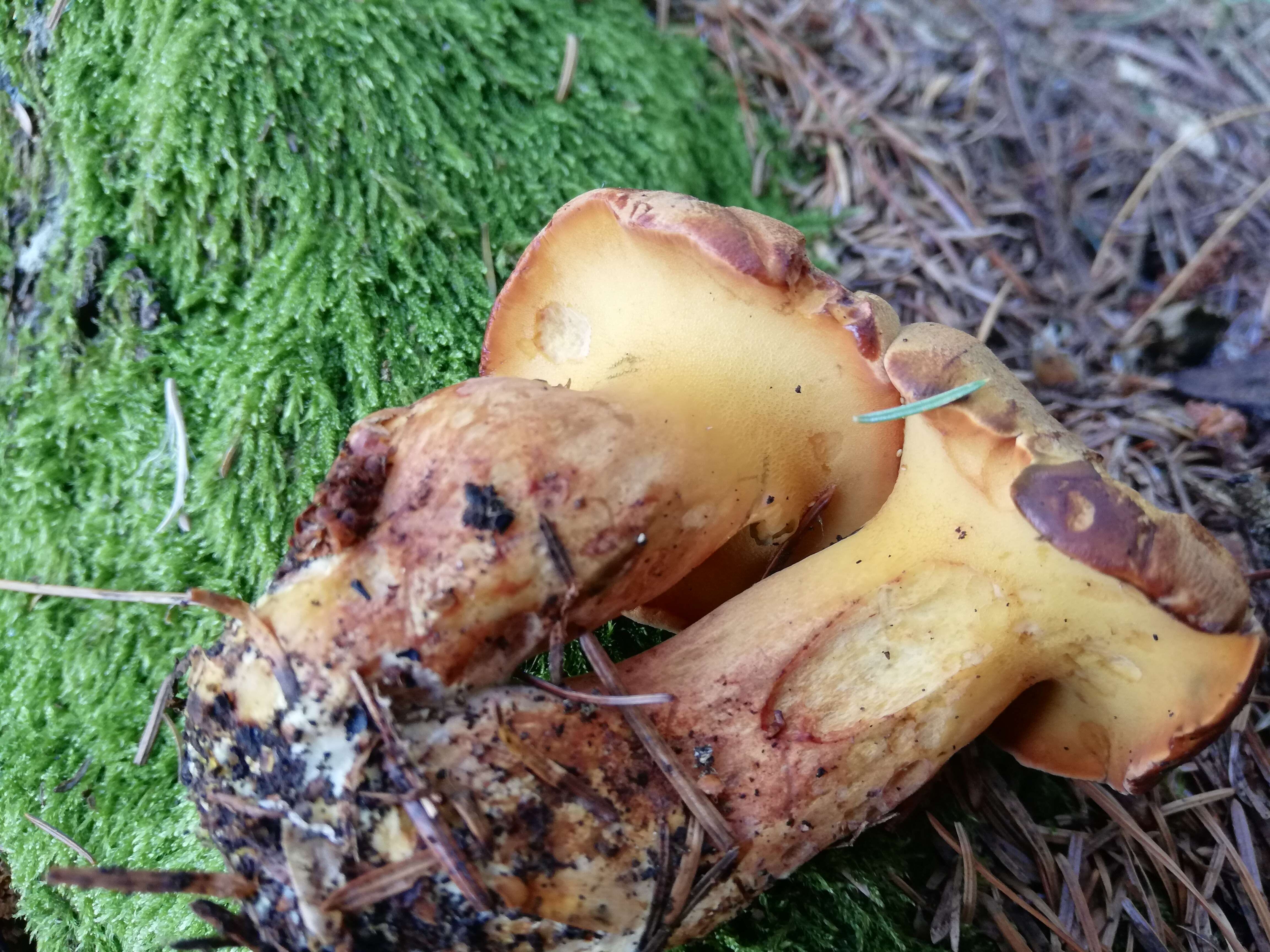 Image of Buchwaldoboletus lignicola (Kallenb.) Pilát 1969