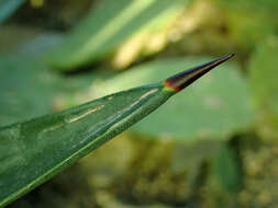 Plancia ëd Agave sisalana Perrine