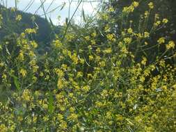 Image of black mustard