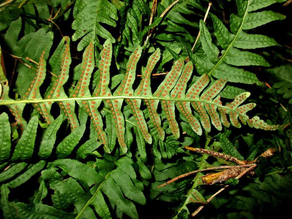 Image of polypody