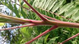 Image of staghorn sumac