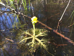 Image of little floating bladderwort