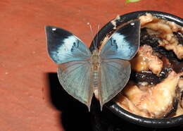 Image of Sahyadri blue oakleaf