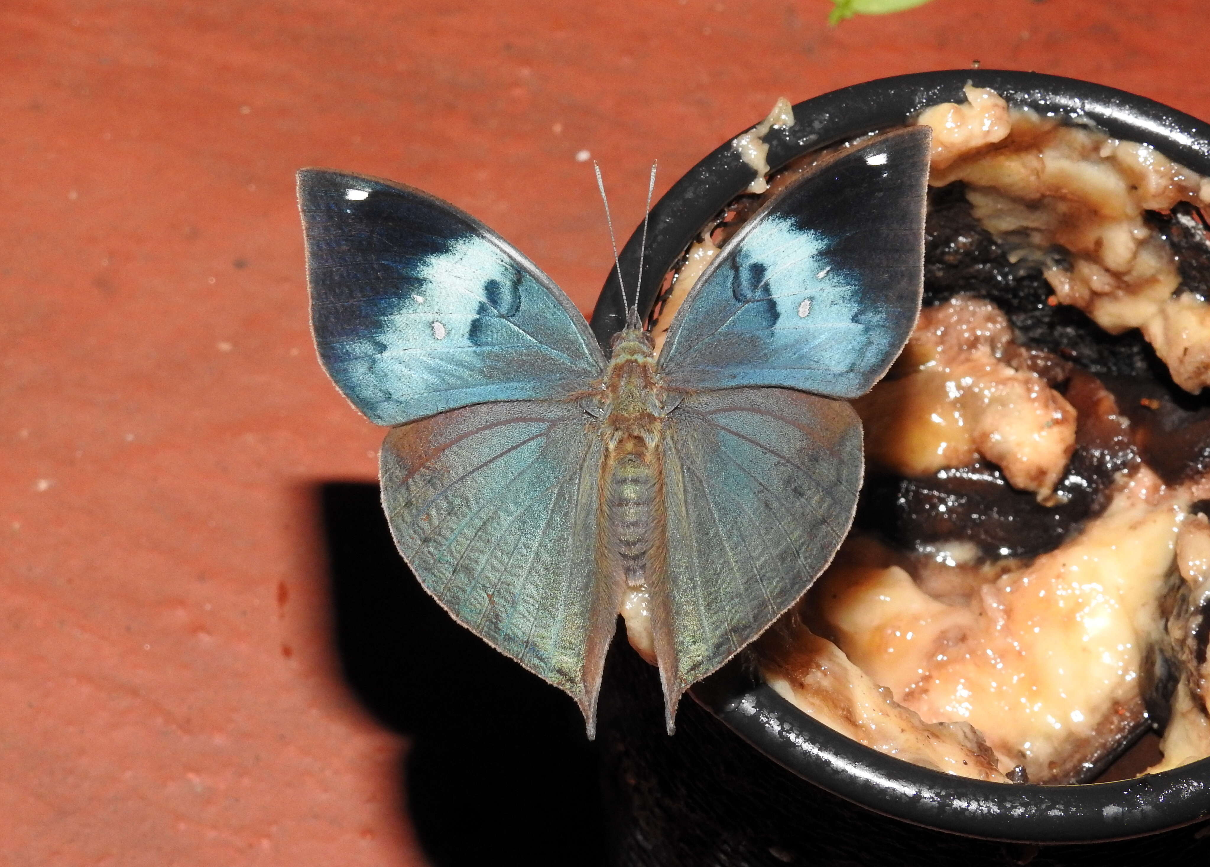 Image of Sahyadri blue oakleaf