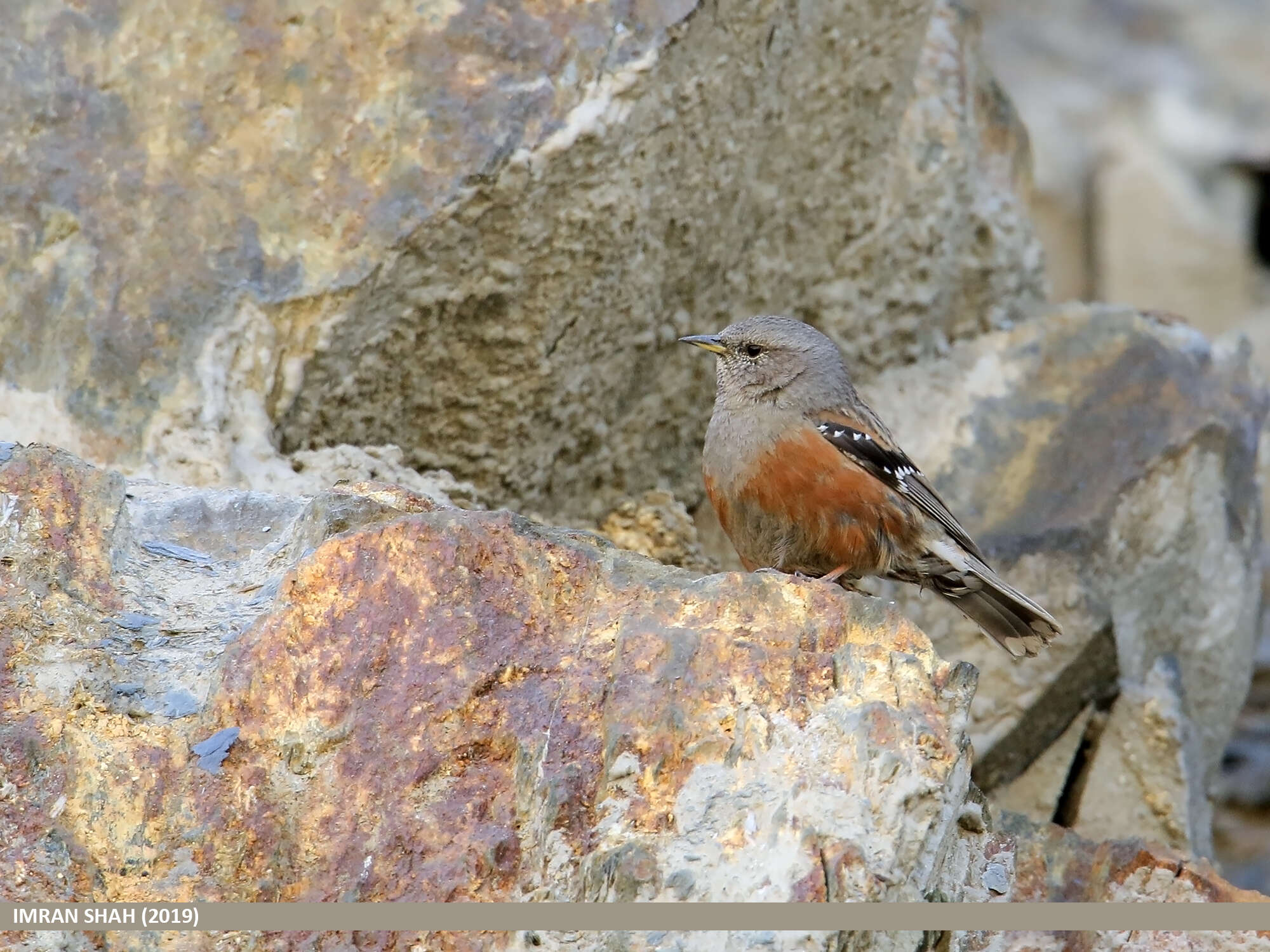 Image of Alpine Accentor