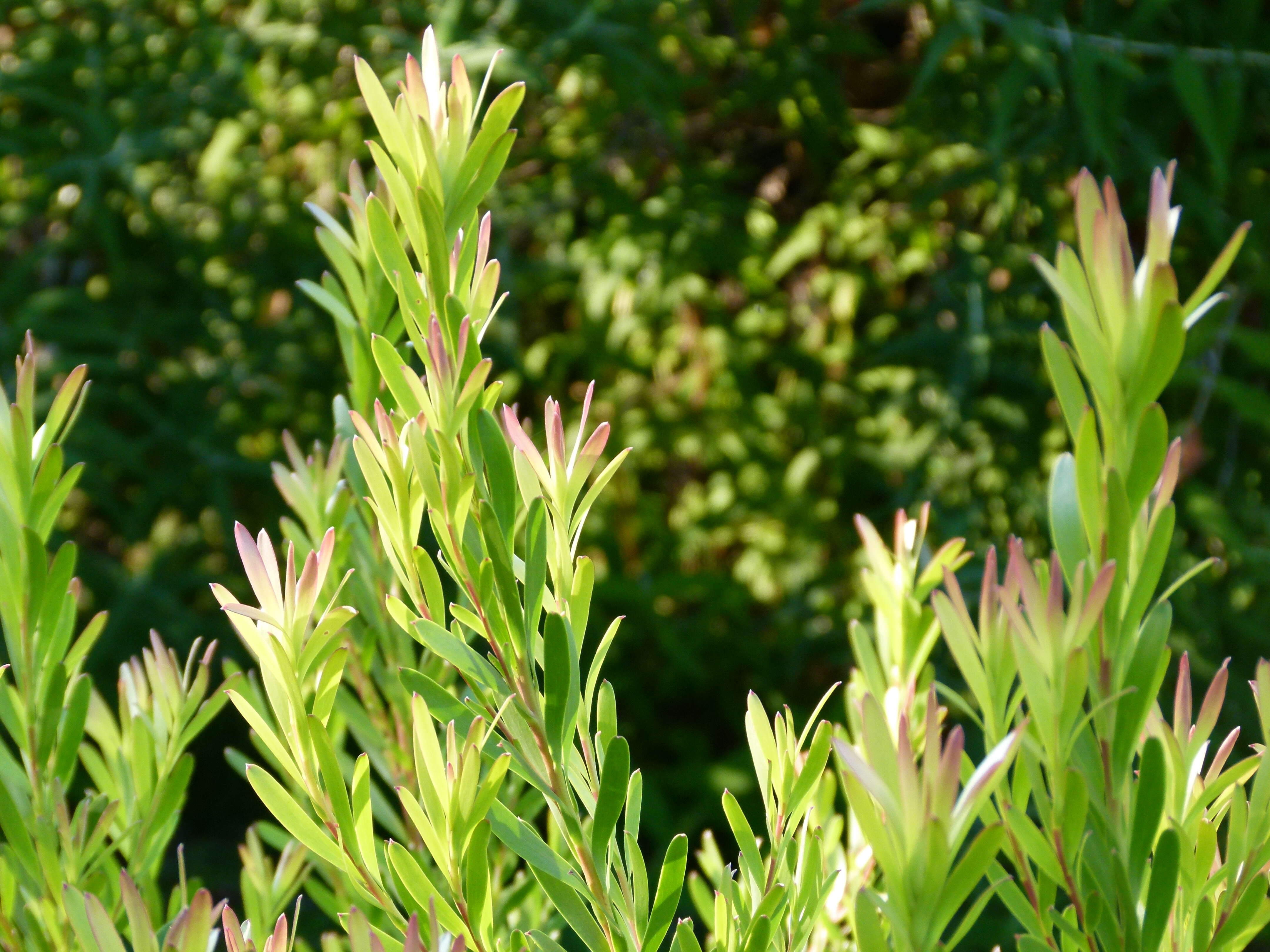 Image of Leucadendron meridianum Salter ex I. Williams