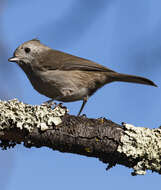 Image of Oak Titmouse