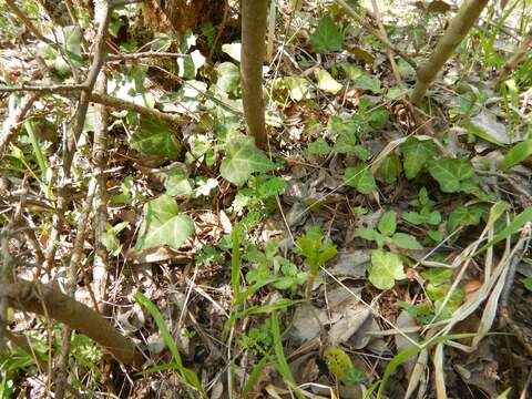 Image of English ivy