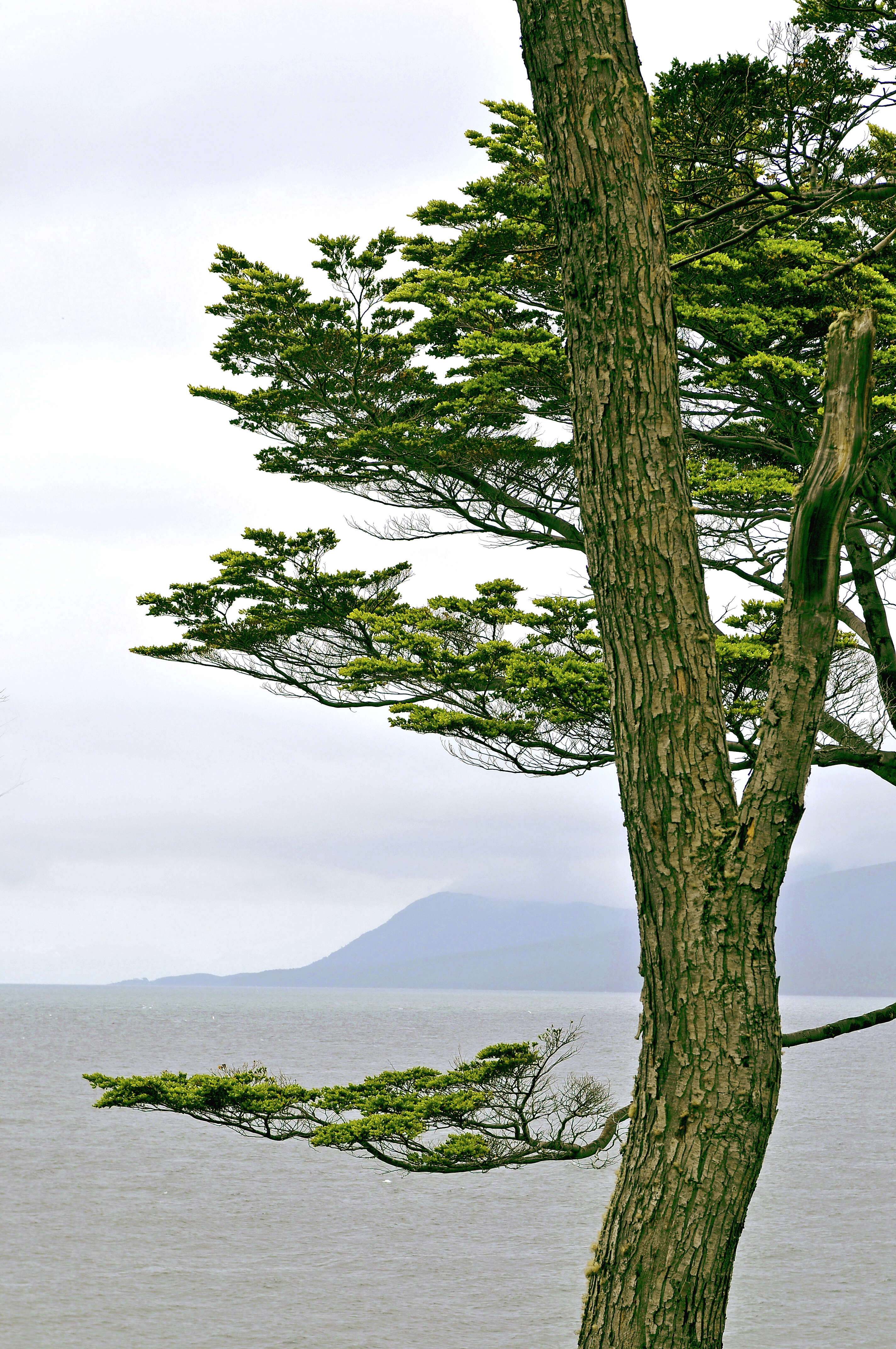 Image of Nothofagus betuloides (Mirb.) Oerst.