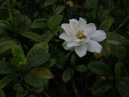 Image of Cape jasmine