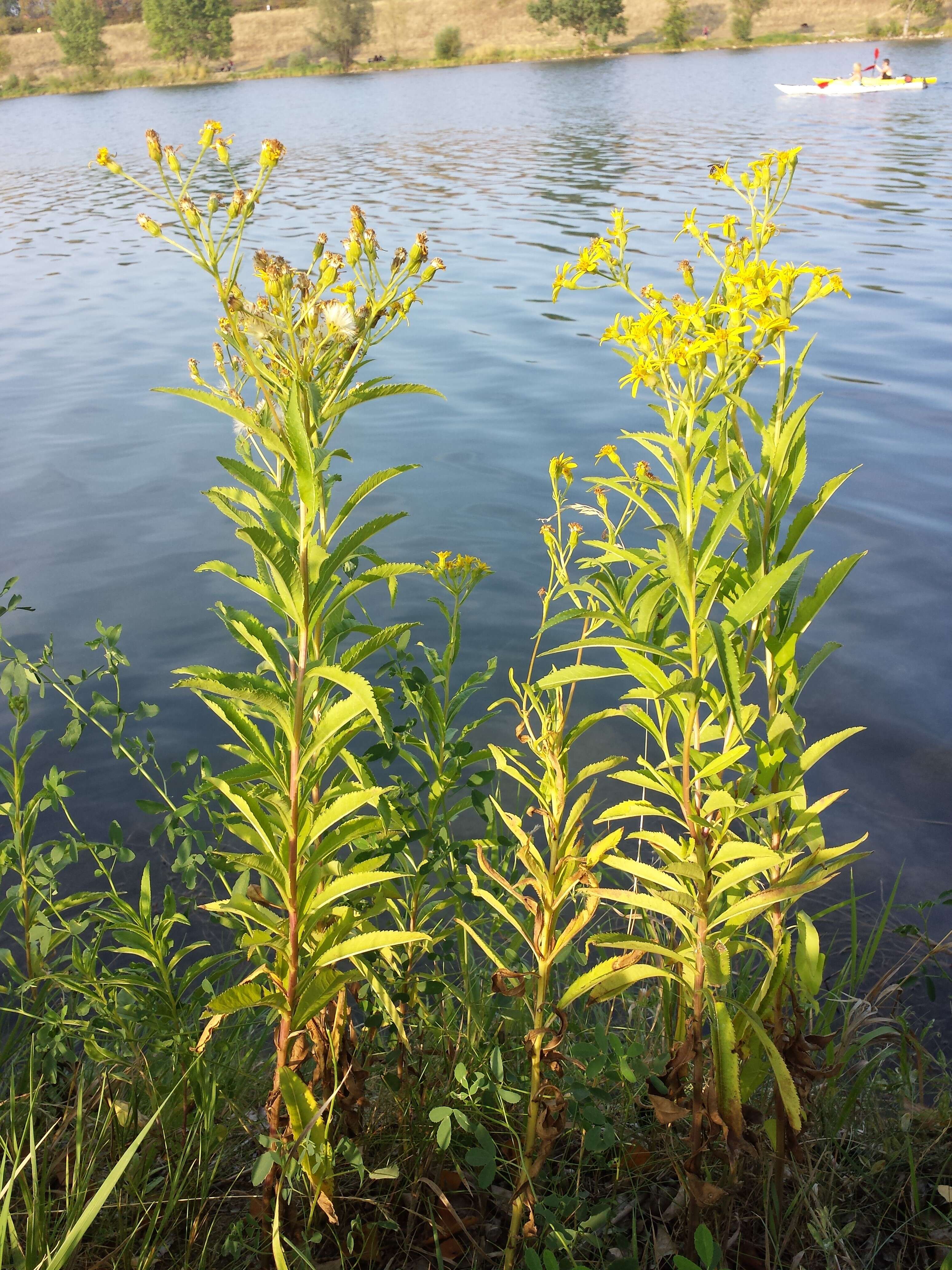 Image of Senecio sarracenicus L.