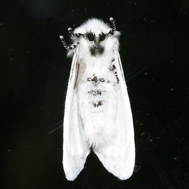 Image of White Satin Moth