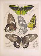 Image de Ornithoptera priamus (Linnaeus 1758)