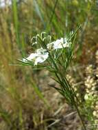 Nigella arvensis L. resmi