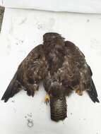 Image of Common Buzzard