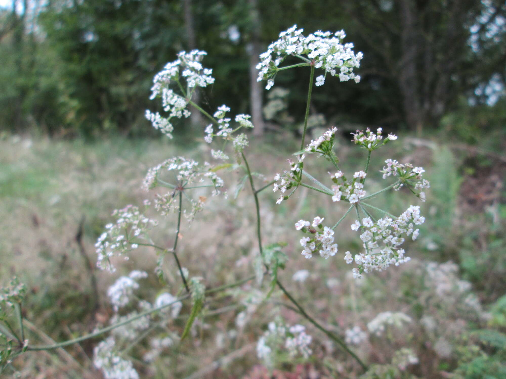 Image of Japanese hedge-parsley