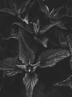 Image of nettle