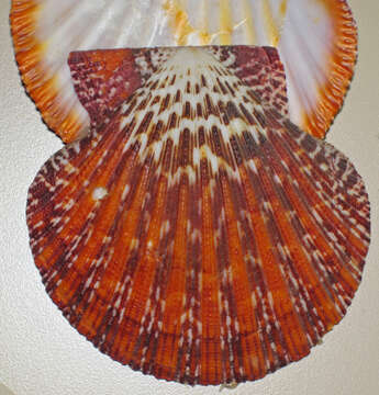 Image of royal cloak scallop