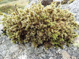 Image of racomitrium moss