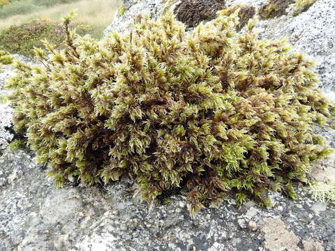 Image of racomitrium moss