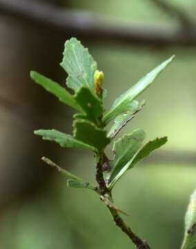 Image de Phyllocladus trichomanoides var. alpinus (Hook. fil.) Parl.