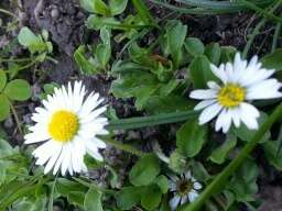 Image of Daisy