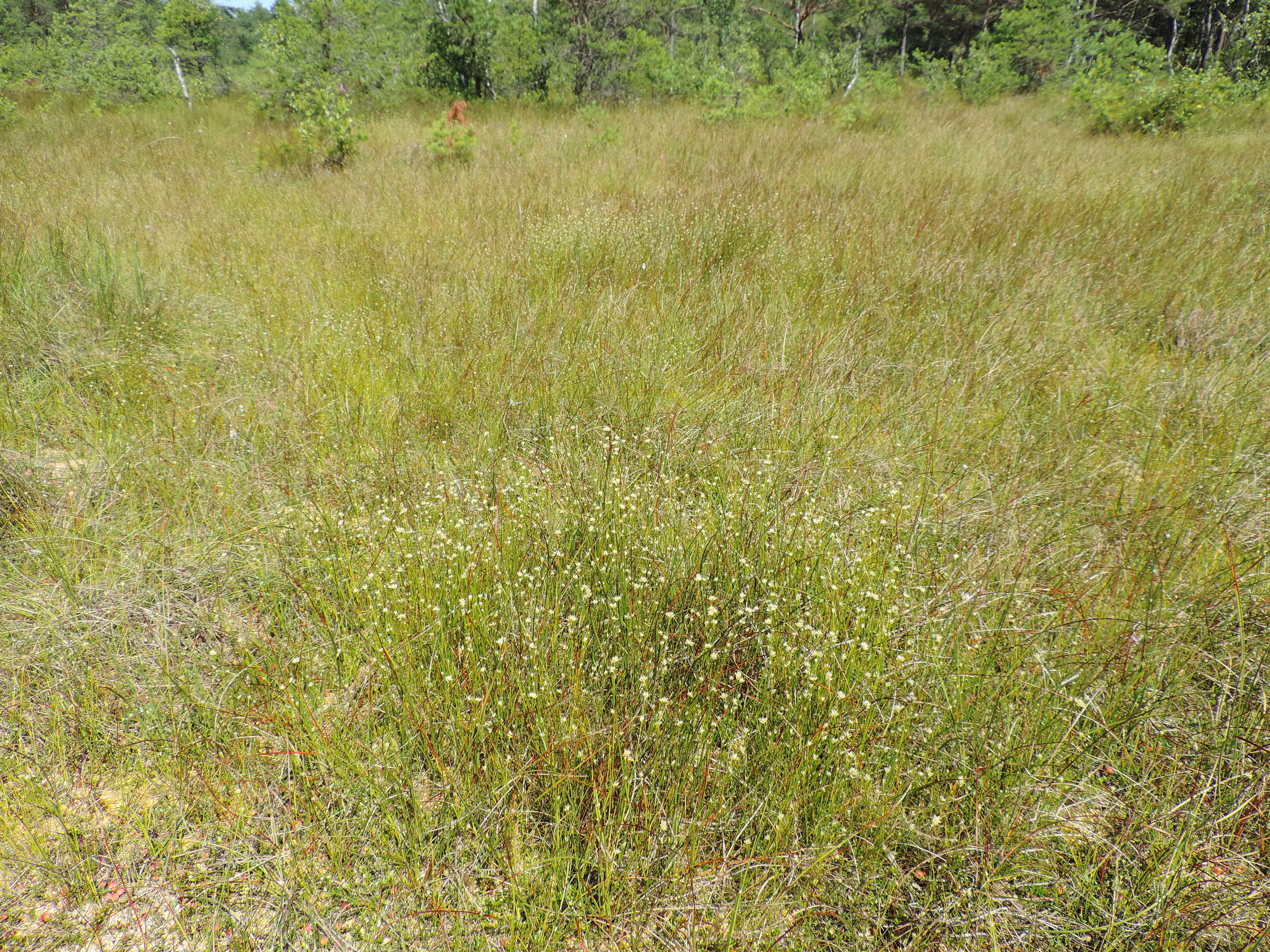 Plancia ëd Rhynchospora alba (L.) Vahl