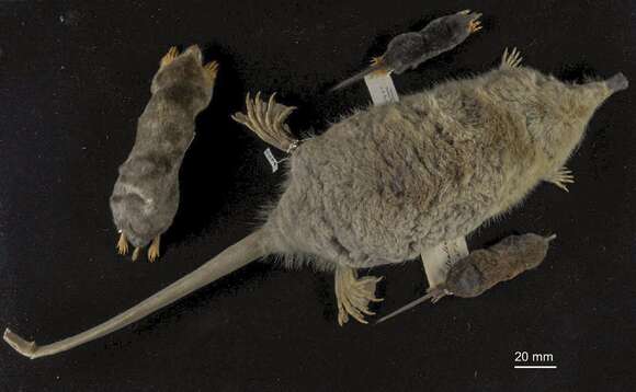 Image of desmans, moles, and relatives