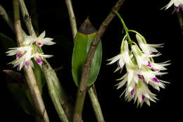 Imagem de Dendrobium amethystoglossum Rchb. fil.